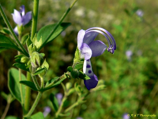 {Trichostema dichotomum}